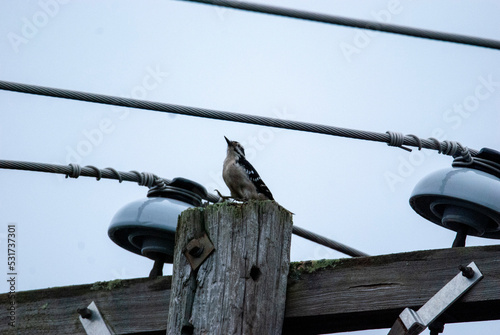 Hairy Woodpecker on Telephone Pole