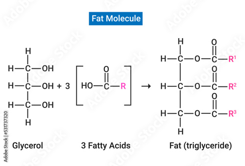 A fat molecule. The R in the three fatty acids represents a long C-C-C chain photo