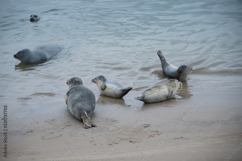 Fototapeta premium Seehunde kommen an Land zum Ausruhen - Nordsee, Dänemark