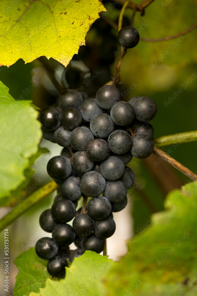 Blue grapes. Autumn harvest of blue grapes Blue grapes. Autumn harvest of blue grapes
