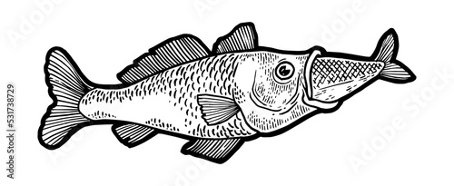 Fish swallows another fish sketch engraving PNG illustration with transparent background