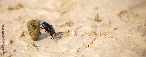 A scarab beetle rolls a ball of dung through the desert of Egypt. Dung beetle rolling a dung ball. Insect life, wildlife. photo