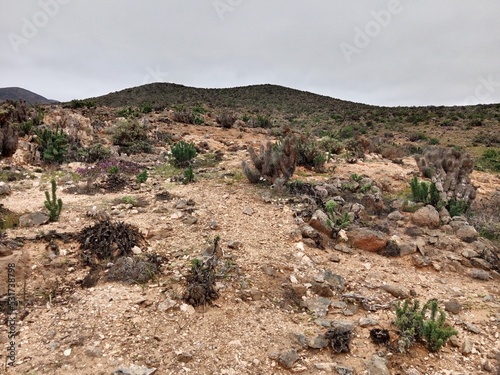 Atacama Desert - Flowering Desert - Chile