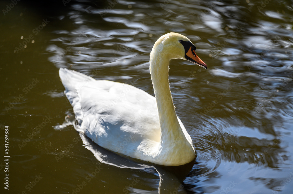 Obraz premium Mute swan in Kelsey Park, Beckenham, Greater London. A mute swan swims on the lake in the park. There are several mute swans in Kelsey Park, Beckenham, Kent. Mute swan (Cygnus olor), UK.