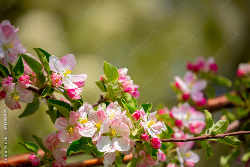 Spring blooming sakura trees. Pink flowers Sakura Spring landscape with blooming pink tree. Beautiful sakura garden on a sunny day.Beautiful concept of romance and love with delicate flowers. Spring blooming sakura trees. Pink flowers Sakura Spring landscape with blooming pink tree. Beautiful sakura garden on a sunny day.Beautiful concept of romance and love with delicate flowers.
