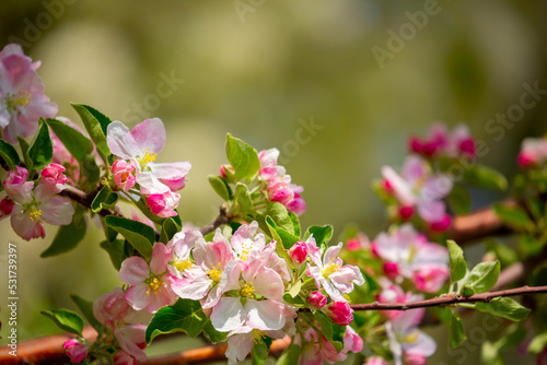 Spring blooming sakura trees. Pink flowers Sakura Spring landscape with blooming pink tree. Beautiful sakura garden on a sunny day.Beautiful concept of romance and love with delicate flowers.