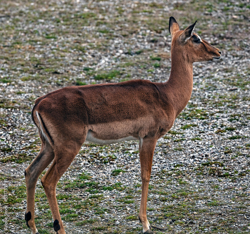 Fototapeta Naklejka Na Ścianę i Meble -  Impala antelope female. Latin name - Aepyceros melampus	