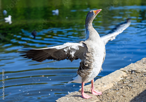 Photography Greylag goose in Kelsey Park, Beckenham, London