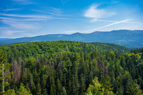 View on the mountain forest