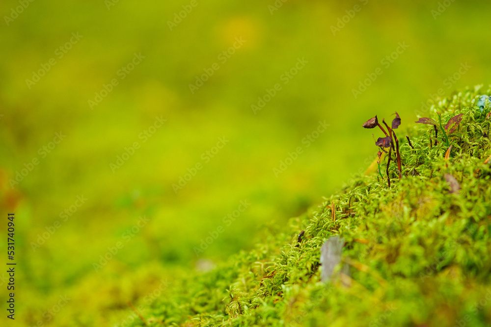 Beautiful background with green moss or musk and variety of little plants and leaves on the ground in the undergrowth of a forest or woods in autumn. Bottom view, close up Beautiful background with green moss or musk and variety of little plants and leaves on the ground in the undergrowth of a forest or woods in autumn. Bottom view, close up
