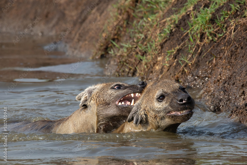 Hyenas swimming in the river and biting in the neck on an African safari in Masai Mara, Kenya Hyenas swimming in the river and biting in the neck on an African safari in Masai Mara, Kenya