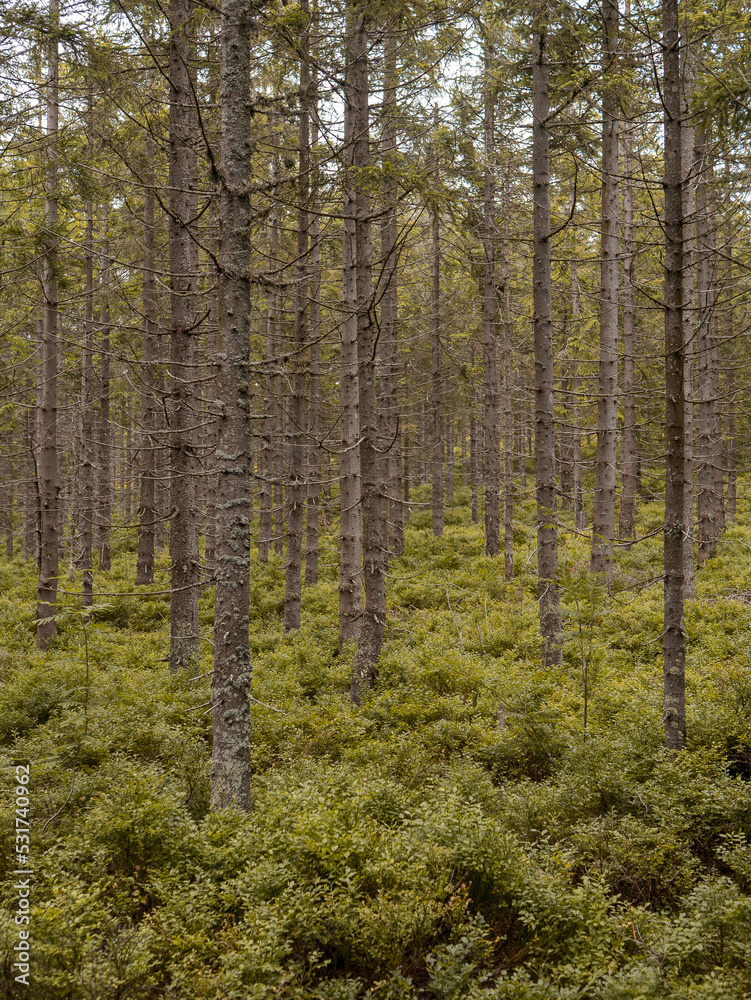 Obraz premium Trees in the Czech forest