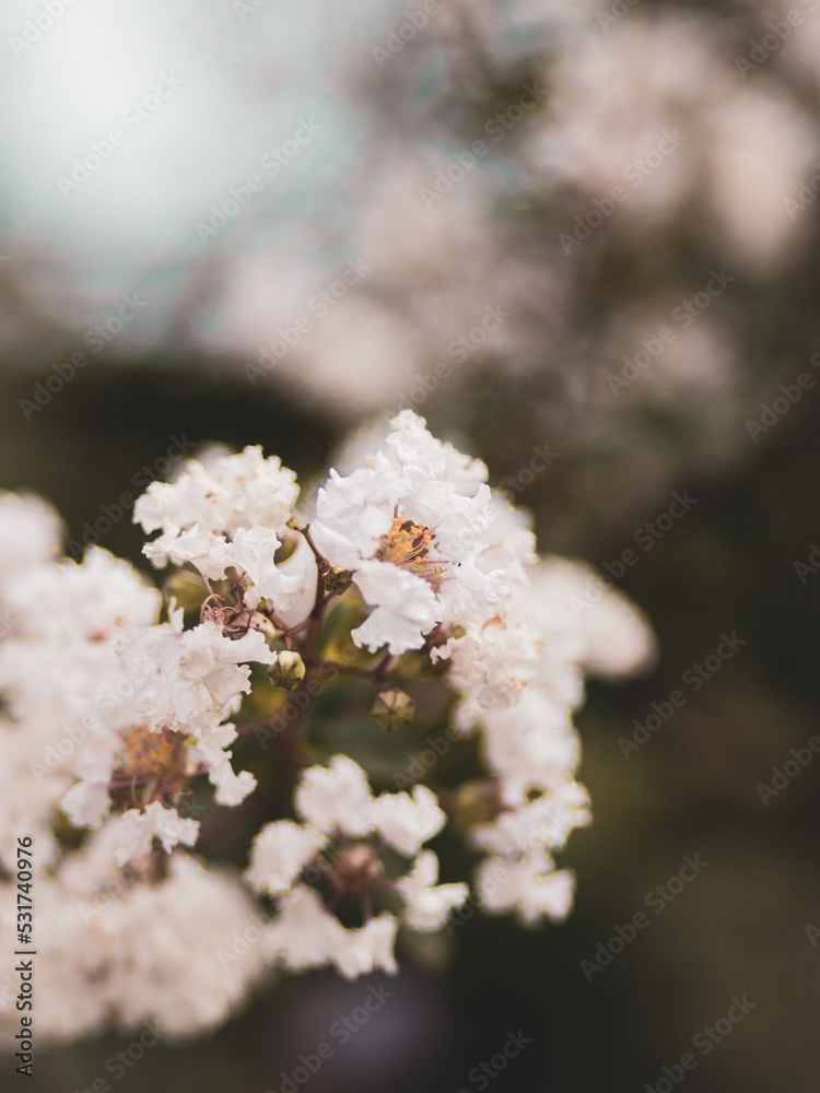 Faded Myrtle Flowers 