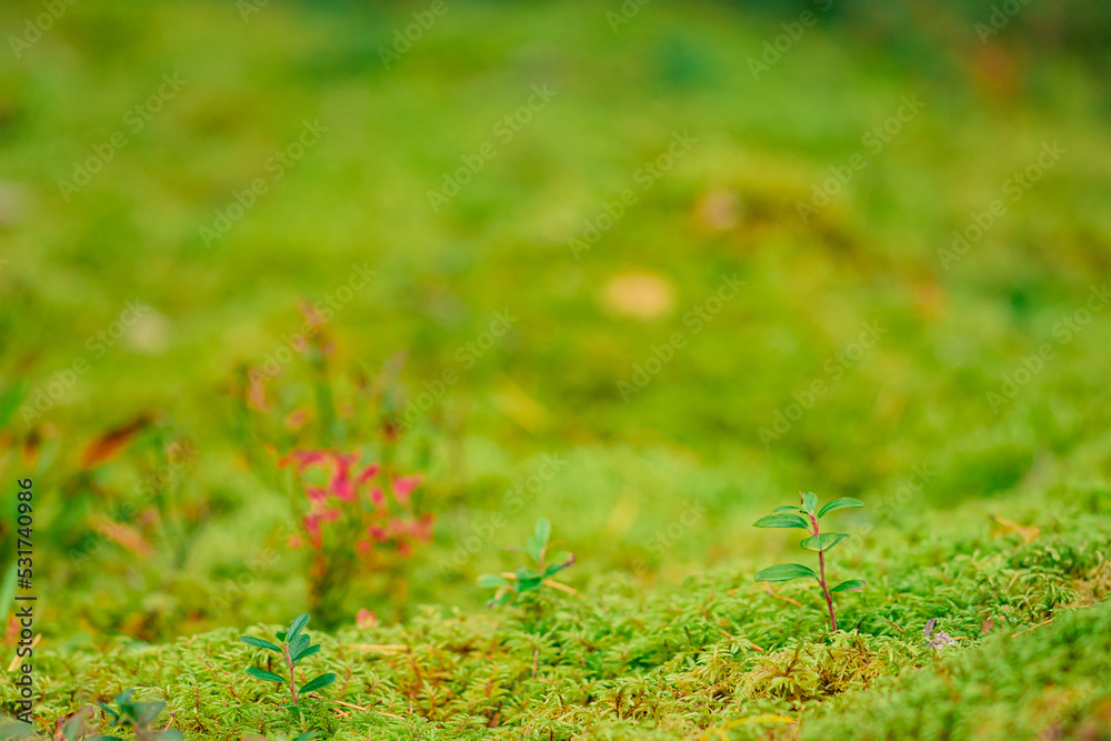 Beautiful background with green moss or musk and variety of little plants and leaves on the ground in the undergrowth of a forest or woods in autumn. Bottom view, close up Beautiful background with green moss or musk and variety of little plants and leaves on the ground in the undergrowth of a forest or woods in autumn. Bottom view, close up