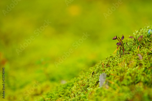 Beautiful background with green moss or musk and variety of little plants and leaves on the ground in the undergrowth of a forest or woods in autumn. Bottom view, close up