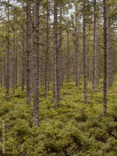 Trees in the Czech forest