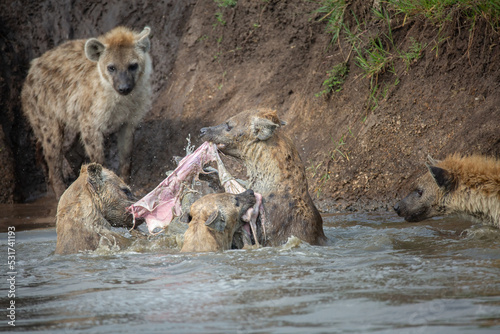 Spotted hyena fighting over food while other clan members are watching from the banks of the Mara river in Kenya photo