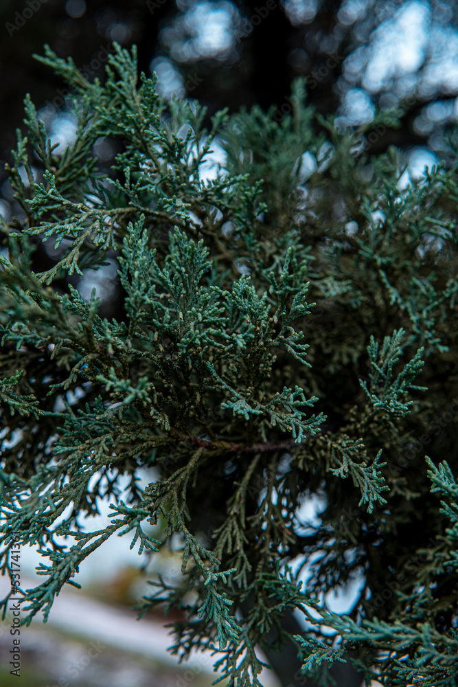 Naklejka premium High quality photography. Green pine leaves on the background. Pine twigs against the blue sky. Green forest background. Evergreen tree branch in the sunshine