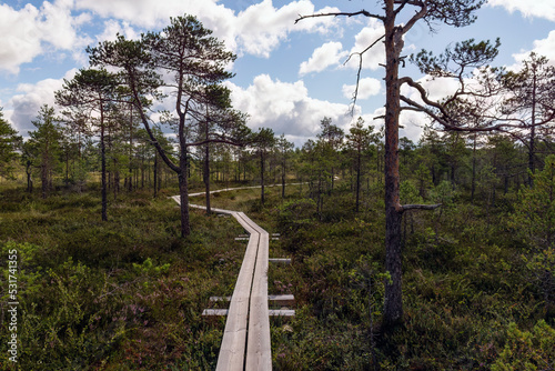 Duckboard trail leading through  a swamp in Torronsuo National Park, Finland photo