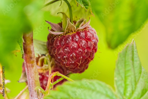 Beautiful red-fruited ripe raspberry hanging on the green plant. Close up photo