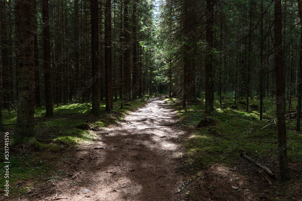 Naklejka premium Light shining from between the trees to the path through a green forest with moss and pine trees