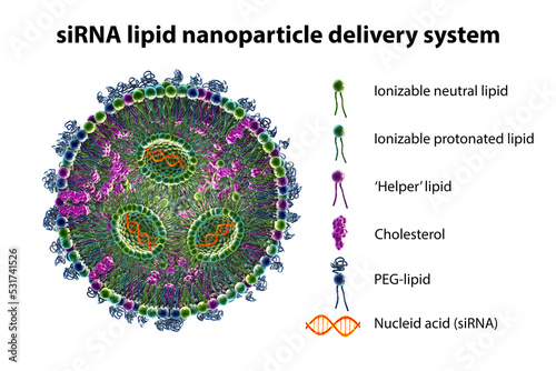 Lipid nanoparticle mRNA vaccine photo