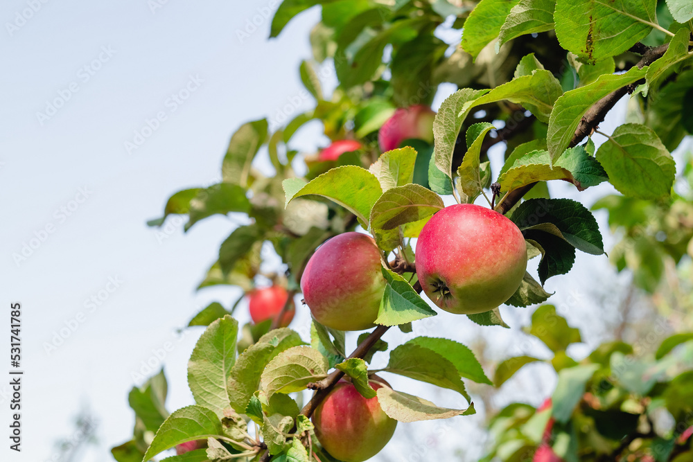 Branches with red apples and green leaves. Apple tree in a the garden. Apple orchard. Harvest time. Branches with red apples and green leaves. Apple tree in a the garden. Apple orchard. Harvest time.