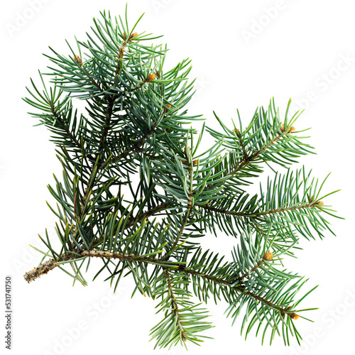 Branch of blue spruce  Picea pungens 