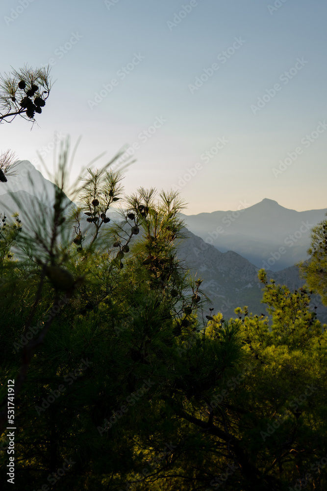 coniferous tree against the backdrop of mountains. landscape sunset in the mountains. beautiful mountain background in sunlight.