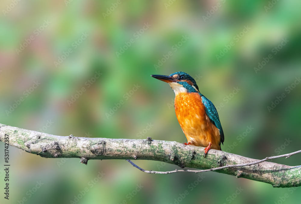 Eurasian Kingfisher, Alcedo Atthis, perched on a tree branch Eurasian Kingfisher, Alcedo Atthis, perched on a tree branch