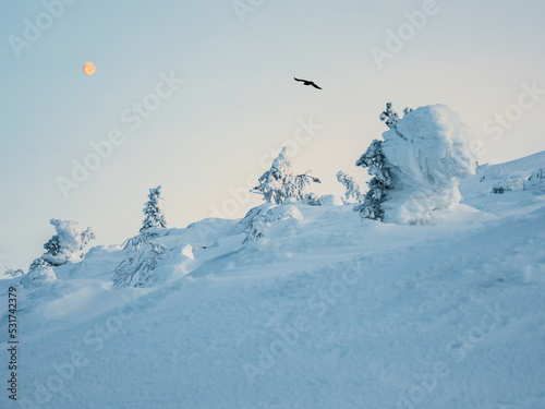 Raven fly over snow-covered mountain slope with fancy white trees on the night of the full moon. Amazing northern nature, winter natural background.