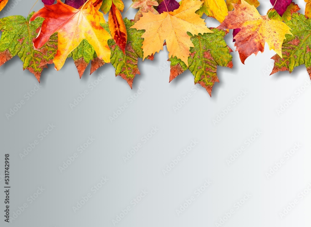Autumn colored leaves on blue background