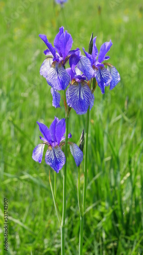 blühende, wilde Iris im Naturschutzgebiet Eriskircher Ried am Bodensee