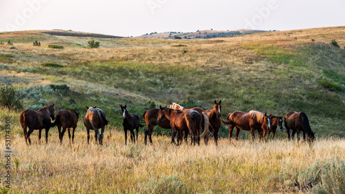 Herd of Wild Horses © Randy Runtsch