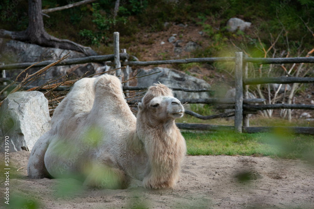 camel relaxing  a sunny day in the zoo