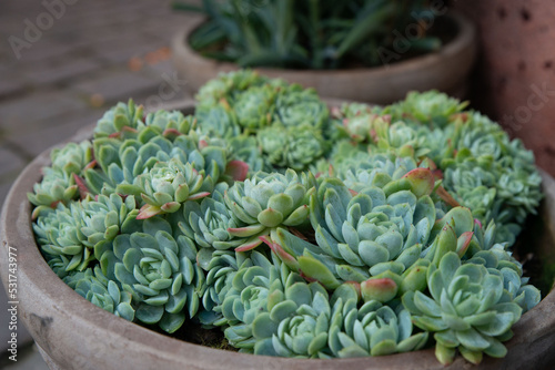 succulent in a pot in a garden with other plants in the background photo