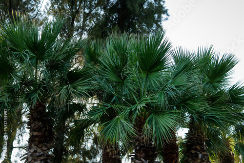 palm tree in the garden