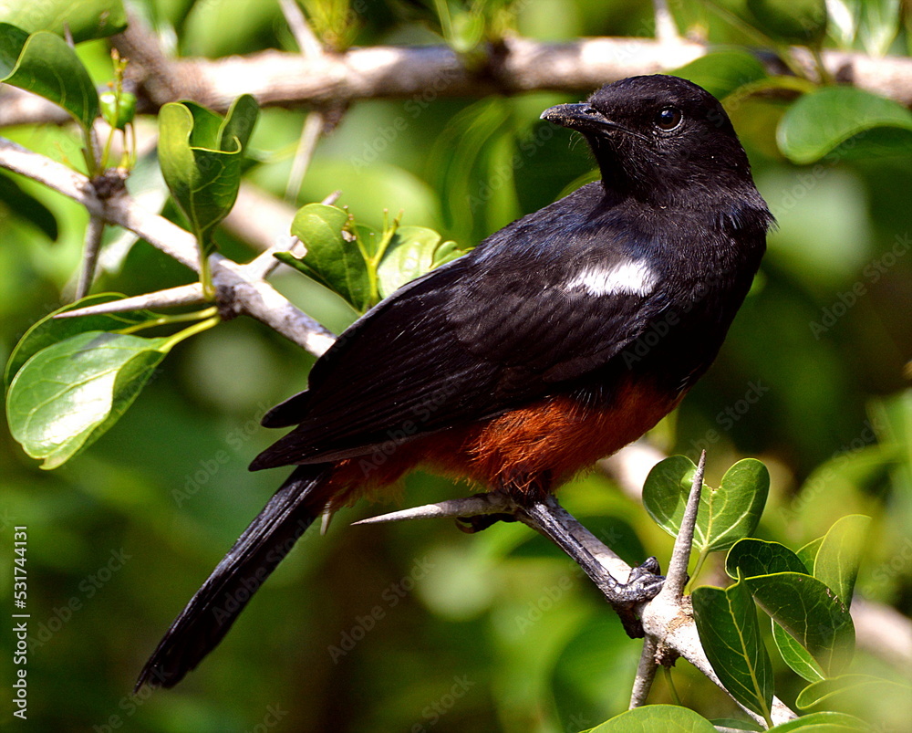 Fototapeta premium Mocking Chat