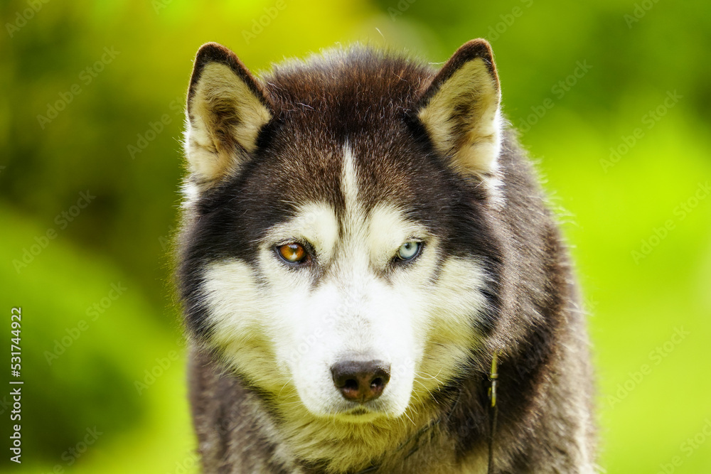 Beautiful husky dog ​​with one blue and the other brown eyes, close-up photo.