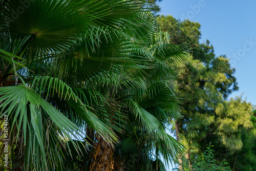 tropical background. palm trees against the blue sky.