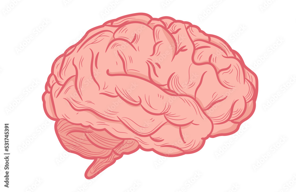 Brain vector - Illustration of human brain in side view on white background Brain vector - Illustration of human brain in side view on white background