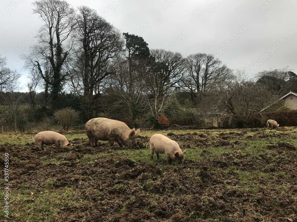 Fototapeta premium farm