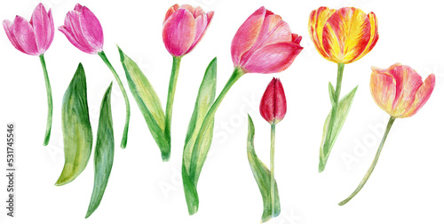 Watercolor tulips 400 dpi png clipart, florals, flowers, botanical illustration for wedding invitations, cards, posters, patterns, log, websites, blogs  © Olena