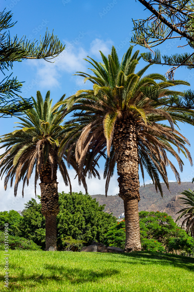 Palm trees in a park in Tenerife. Canary Islands. Palm trees in a park in Tenerife. Canary Islands.