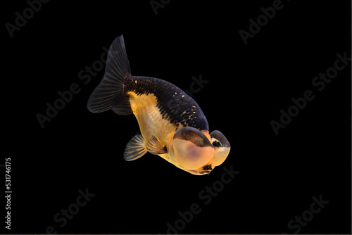 goldfish isolated on a dark black background 