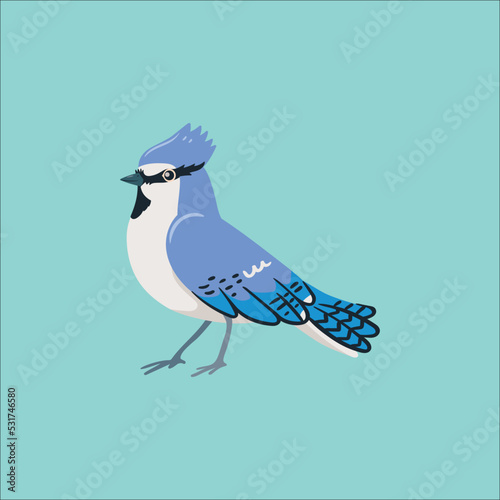 blue jay isolated on white	