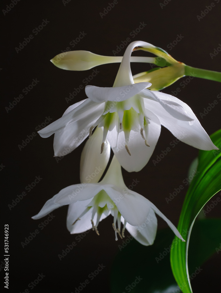 Fototapeta premium Two eucharis flowers on dark background close up view