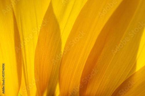 Petals of sunflower flower close up view