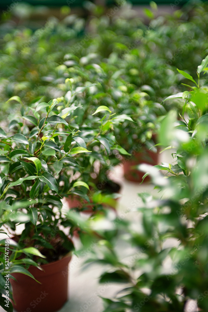 Closeup photography of ficuses buds in pots at greenhouse. Closeup photography of ficuses buds in pots at greenhouse.