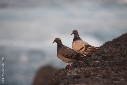 PAREJA DE PALOMAS AL ATARDECER EN LA PLAYA